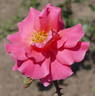Mrs. L.B. Coddington rose photo