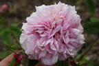 L'Amitié rose photo