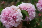 L'Amitié rose photo