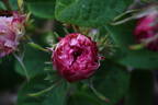 L'Amitié rose photo