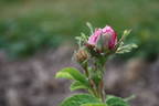 L'Amitié rose photo