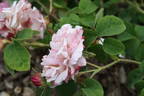 L'Amitié rose photo
