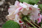 L'Amitié rose photo