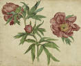 Officinalis peony photo