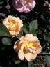 Rehbrunnen rose photo