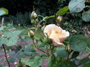Rehbrunnen rose photo