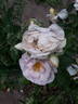 Rehbrunnen rose photo