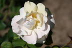 Rehbrunnen rose photo