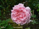Caecilie Scharsach rose photo