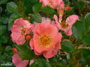 Coco rose photo