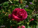 Crimson Globe rose photo
