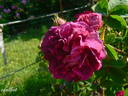 Crimson Globe rose photo
