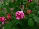 Crimson Globe rose photo