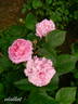 Dr. Hurta rose photo