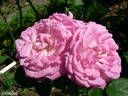 Dr. Hurta rose photo