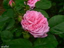 Dr. Hurta rose photo