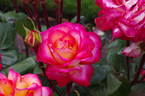Chivalry ® rose photo