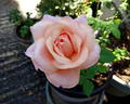 Champagne rose photo