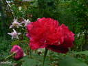 Erinnerung an Schloss Scharfenstein rose photo