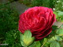 Erinnerung an Schloss Scharfenstein rose photo