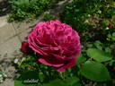 Erinnerung an Schloss Scharfenstein rose photo
