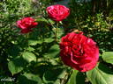 Erinnerung an Schloss Scharfenstein rose photo