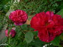 Erinnerung an Schloss Scharfenstein rose photo