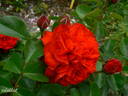 Essential Cover™ rose photo
