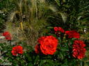 Essential Cover™ rose photo