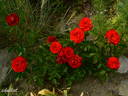 Essential Cover™ rose photo