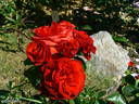 Essential Cover™ rose photo