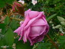 Eugénie Guinoisseau rose photo