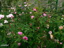 Eugénie Guinoisseau rose photo