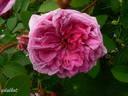 Eugénie Guinoisseau rose photo
