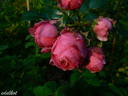 Fürstin Esterhazy rose photo