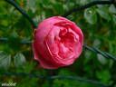Fürstin Esterhazy rose photo