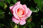 Verian rose photo
