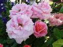 Verian rose photo