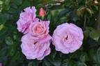 Verian rose photo
