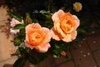 Her Majesty ™ rose photo