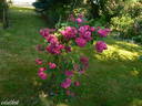 Geschwinds Schönste rose photo