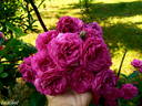 Geschwinds Schönste rose photo
