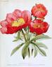 Decora Elatior peony photo