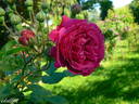 Geschwinds Schönste rose photo