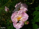 Gloire de Guilan rose photo