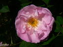 Gloire de Guilan rose photo