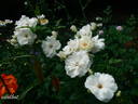 Ice Meidiland rose photo