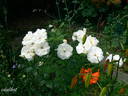 Ice Meidiland rose photo