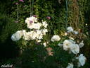 Ice Meidiland rose photo