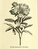 <i>Paeonia sinensis</i> Reider, syn. peony photo